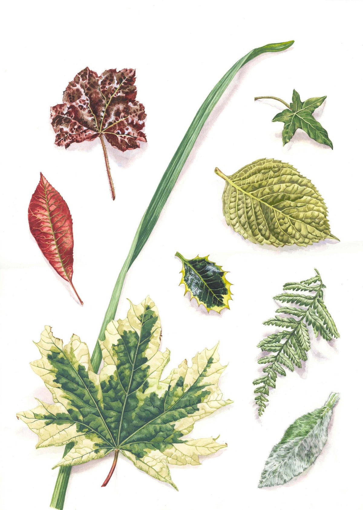Leaf Library