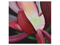 Leucadendron No.2