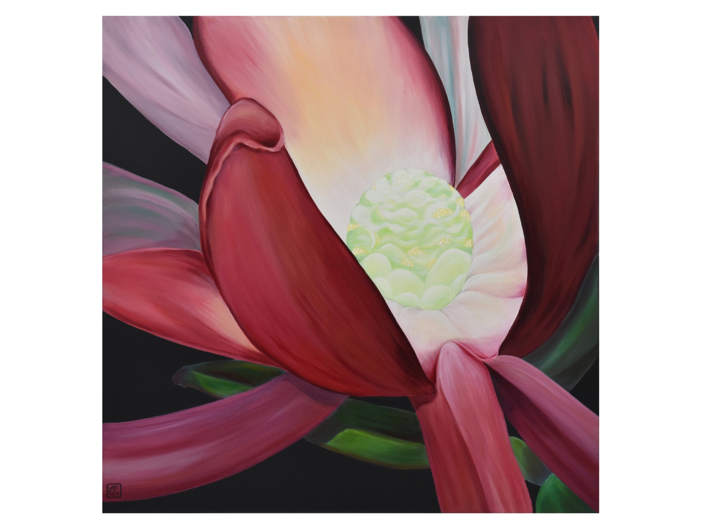 Leucadendron No.2