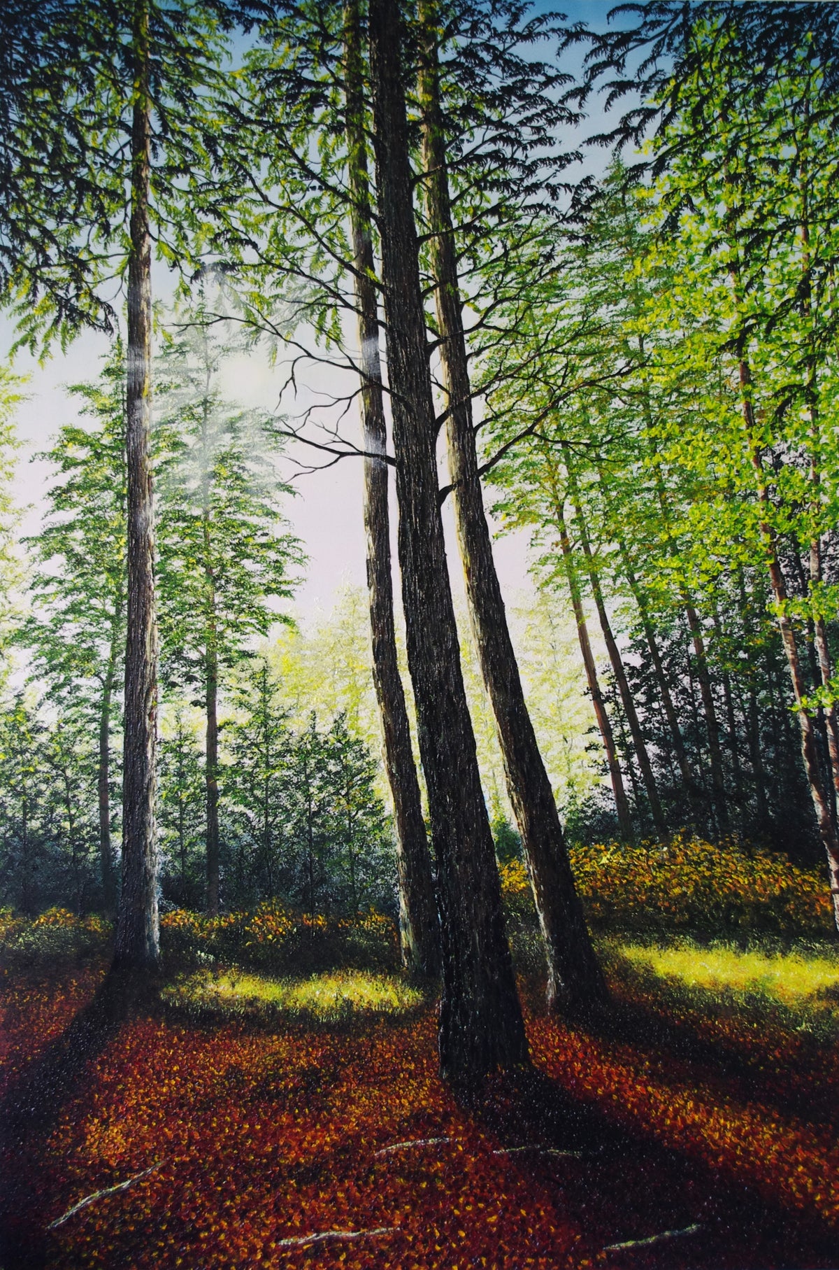 Light Through The Tree