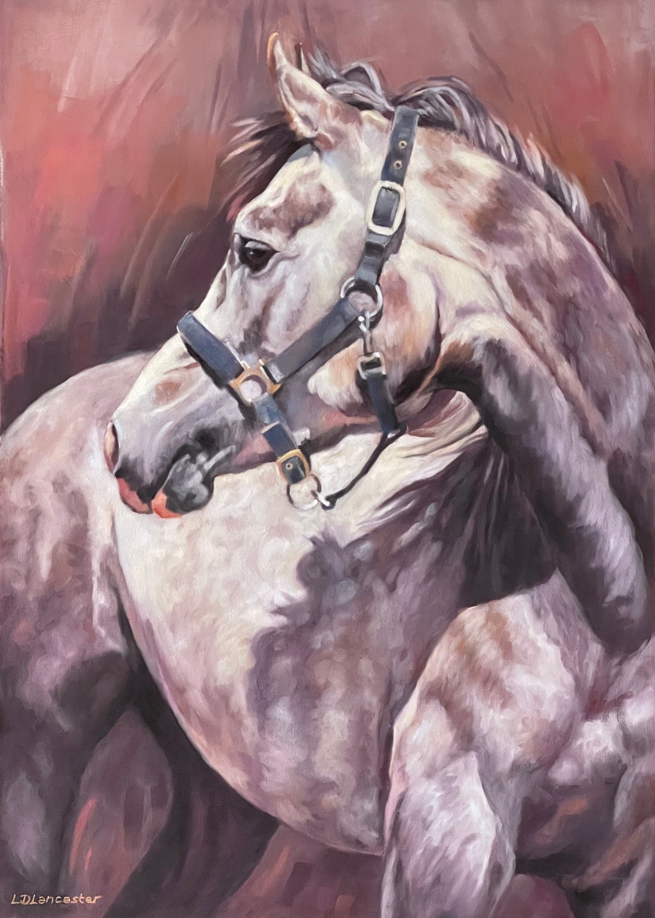Looking Back - Grey Horse