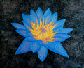 Lotus Galaxy - abstract lotus flower painting