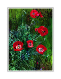 SPOTTED POPPIES