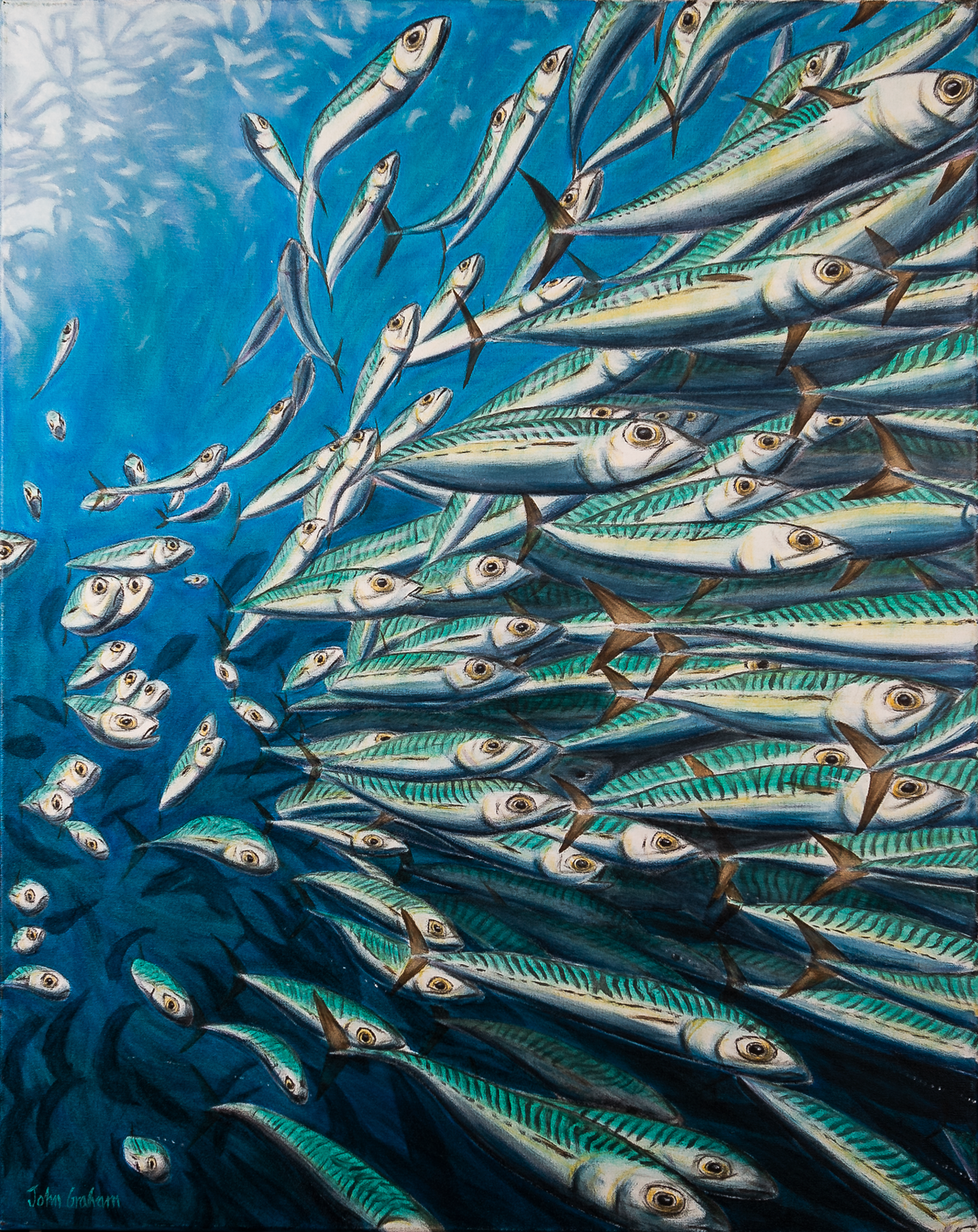 Mackerel