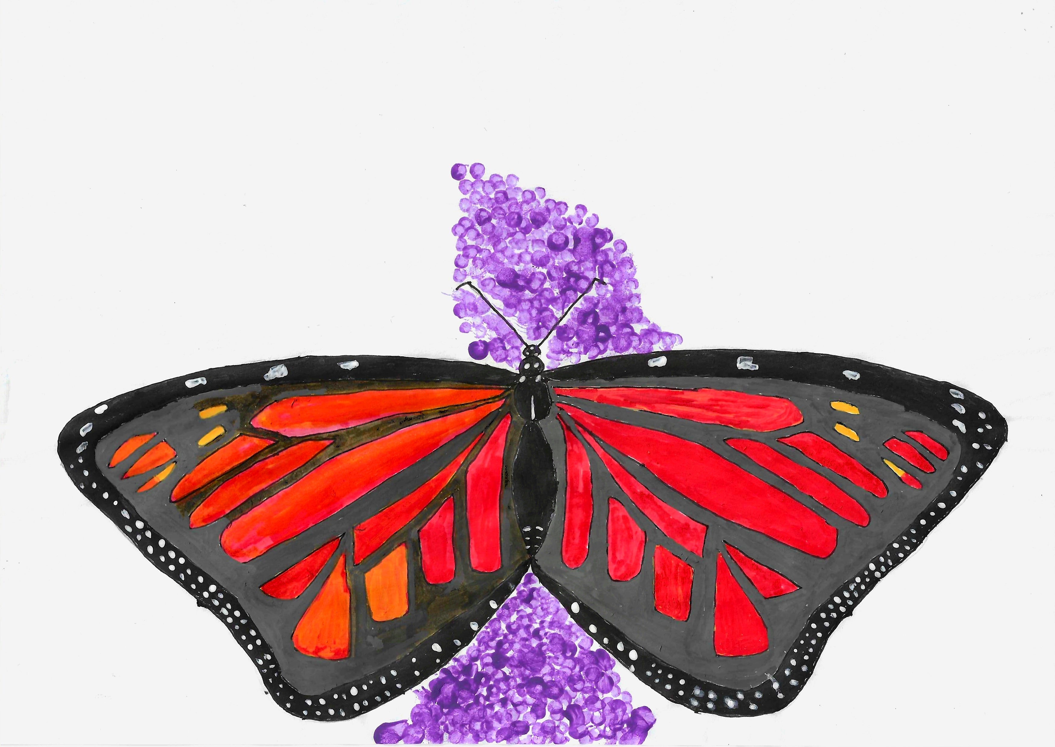 Monarch Butterfly