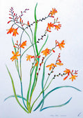 'Falling Stars' Crocosmia Flowers