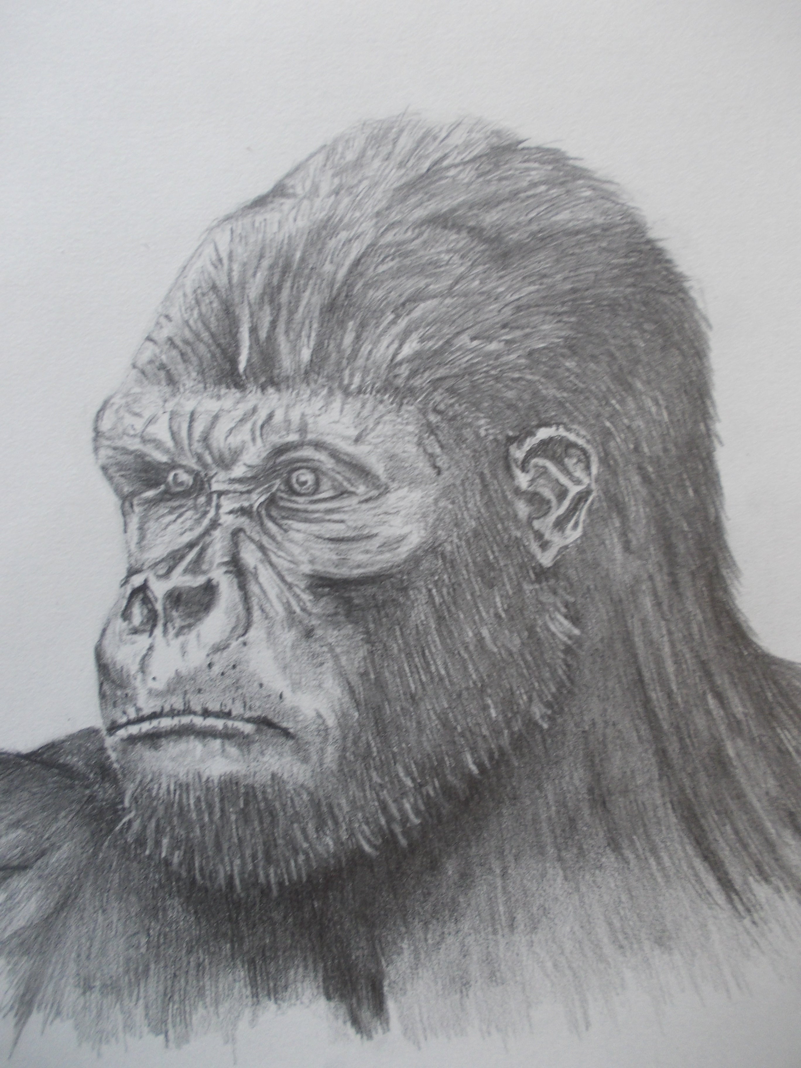 bemused gorilla
