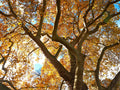 Autumn Canopy