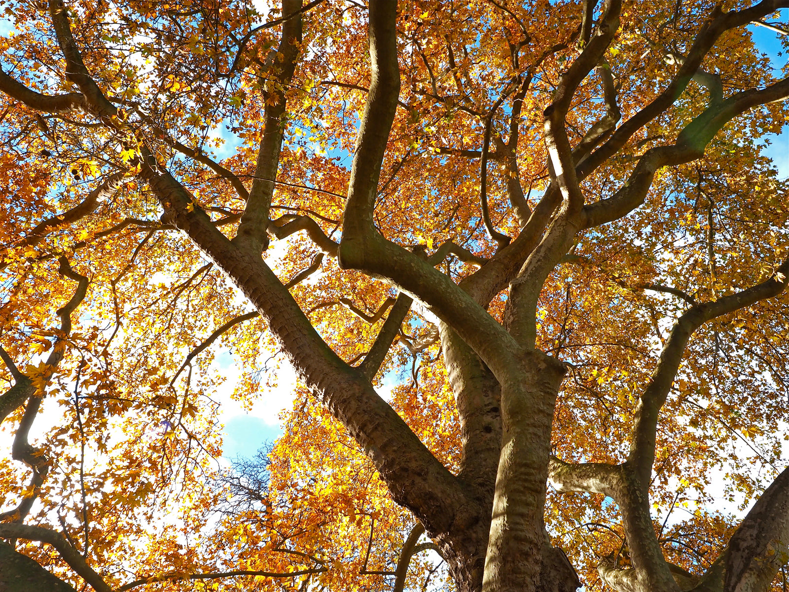 Autumn Canopy