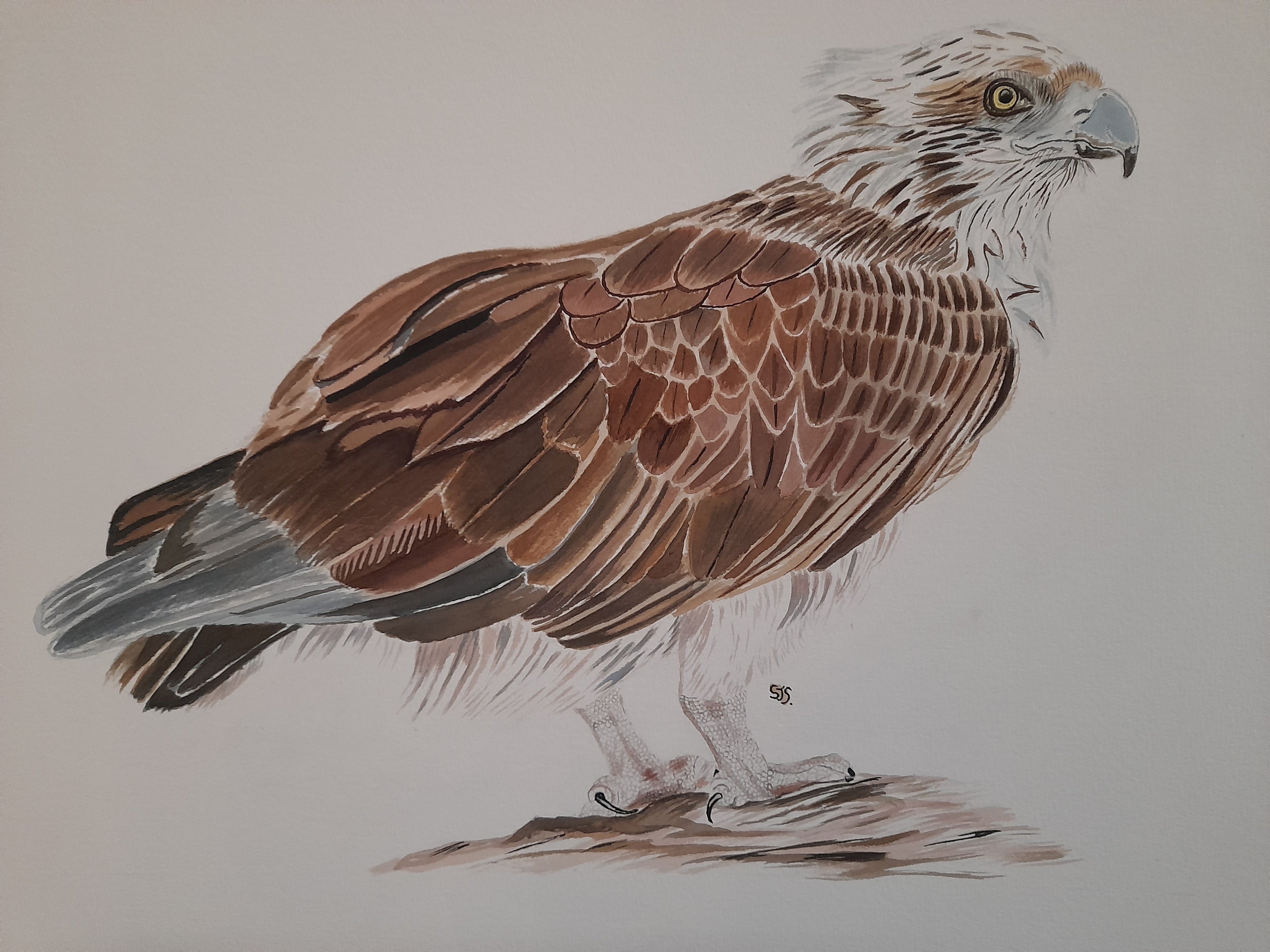 Osprey