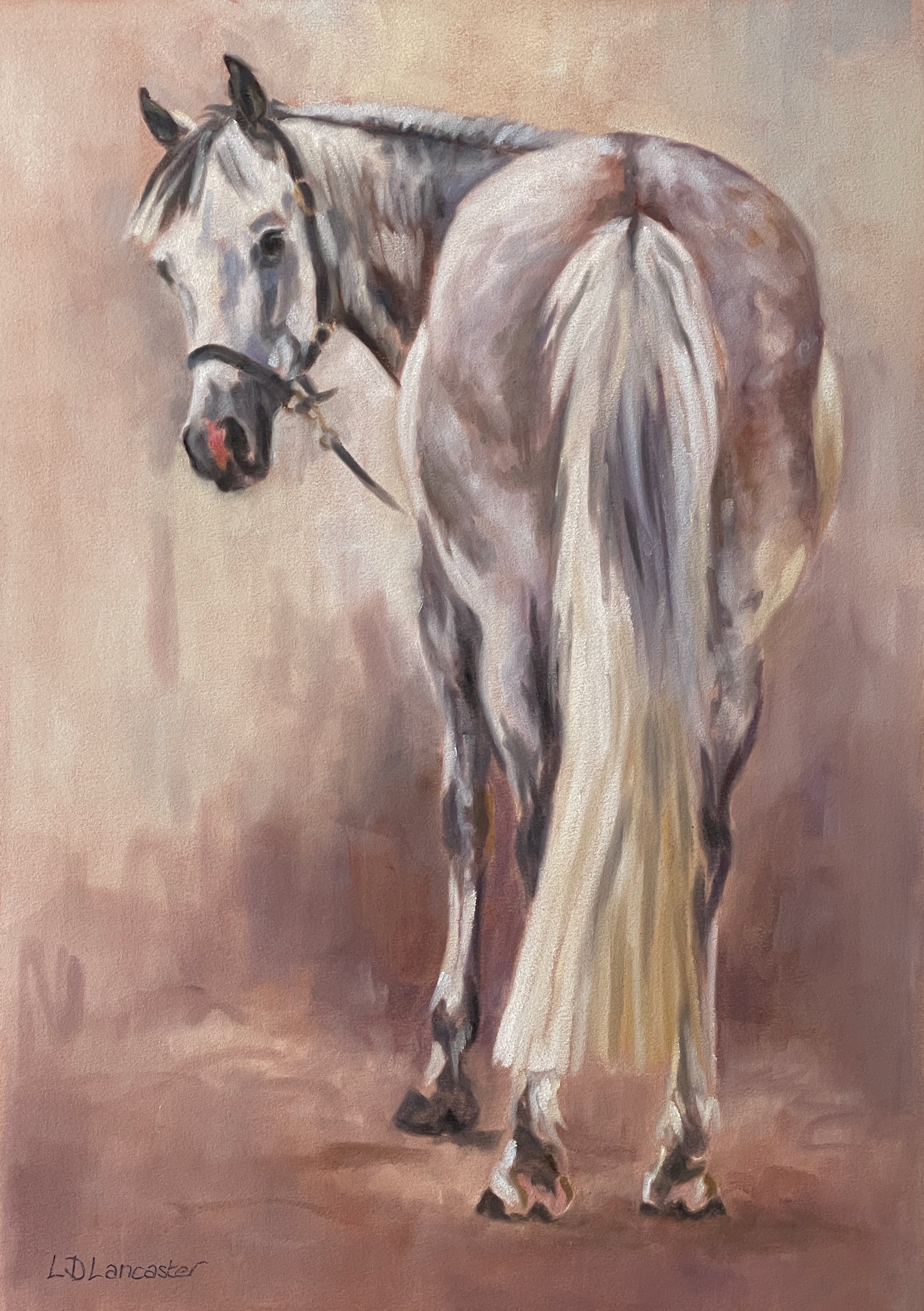 Otto - dapple grey horse