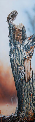 Little Owl on the Common