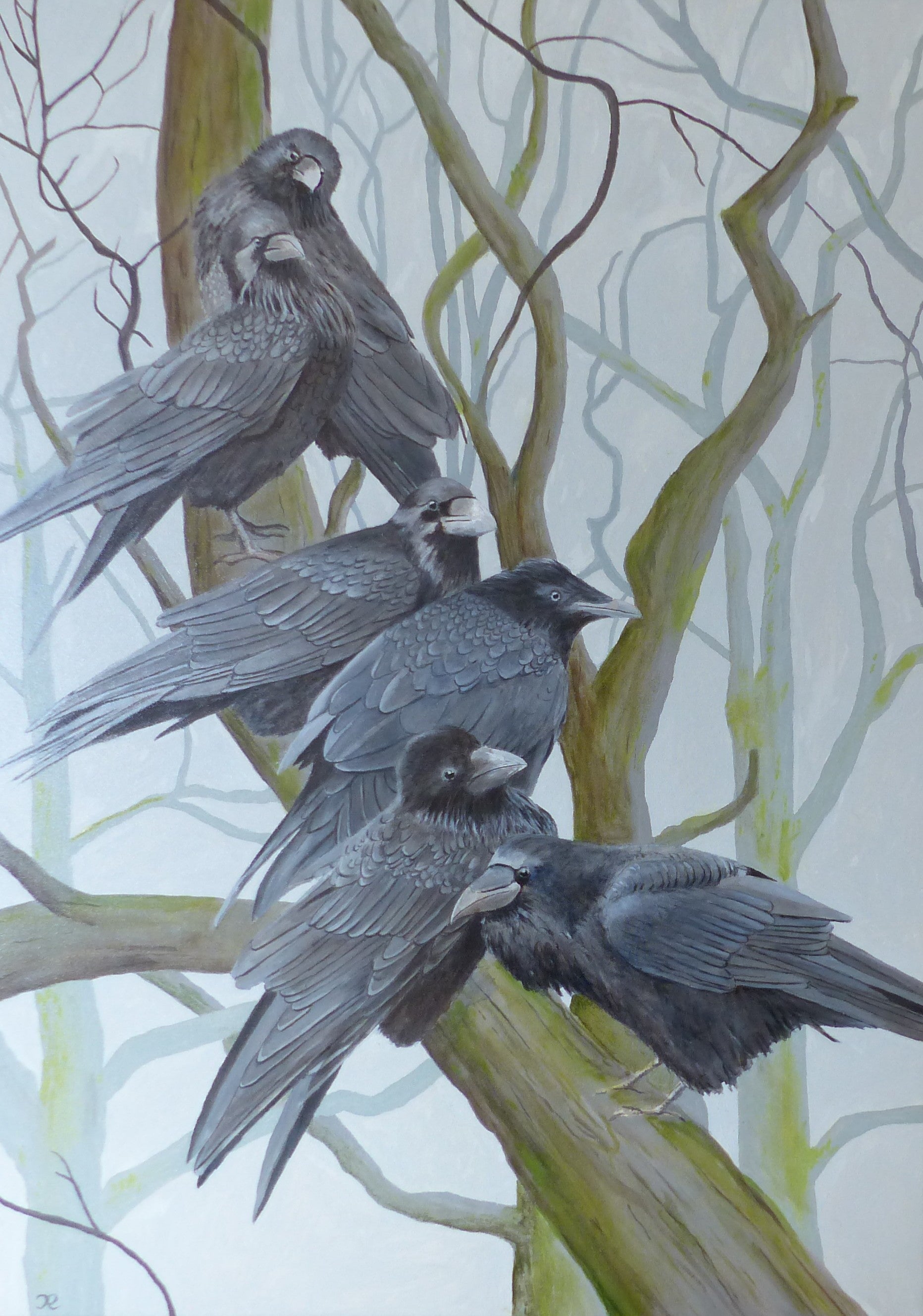 A family of Rooks (Corvus frugilegus)