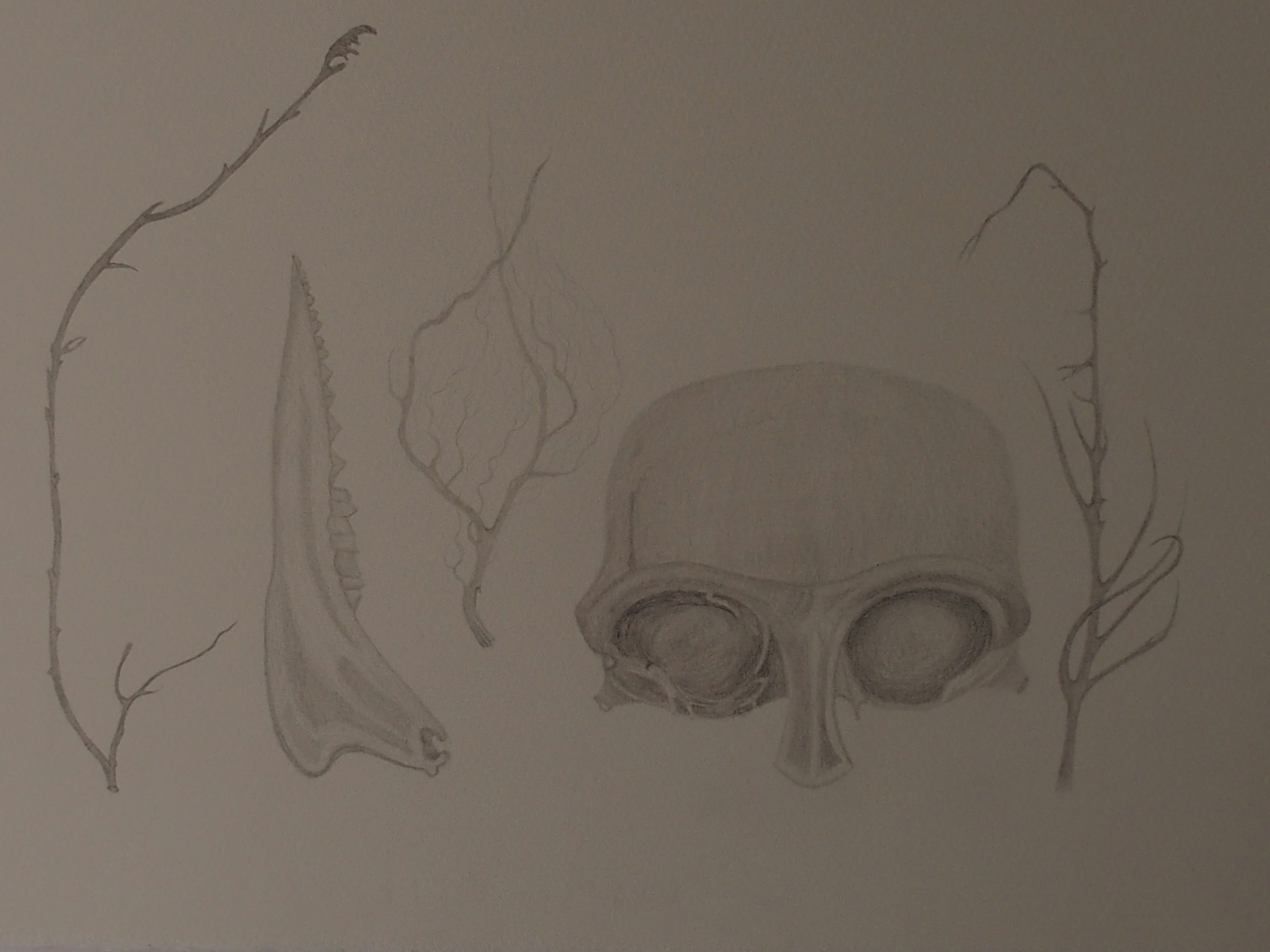 Bones, Root, Twigs.