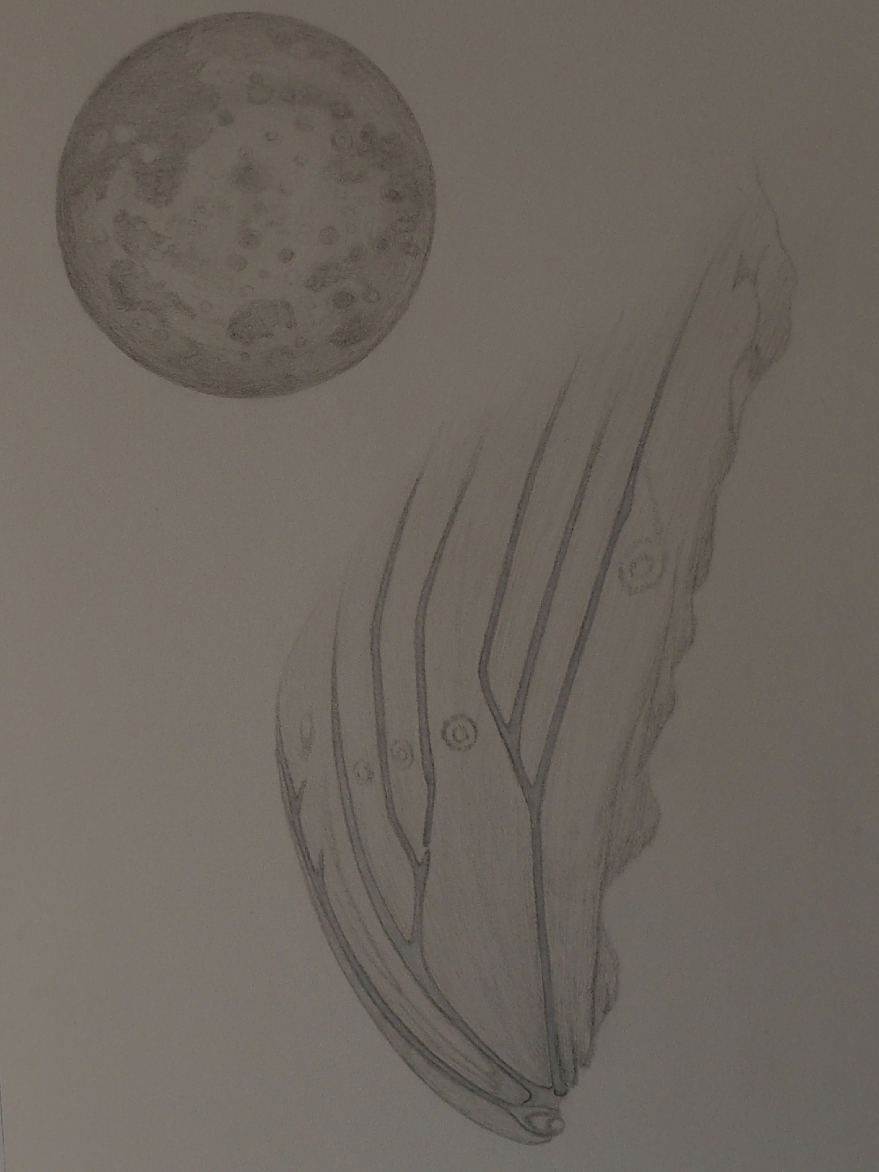 Moon and Wing