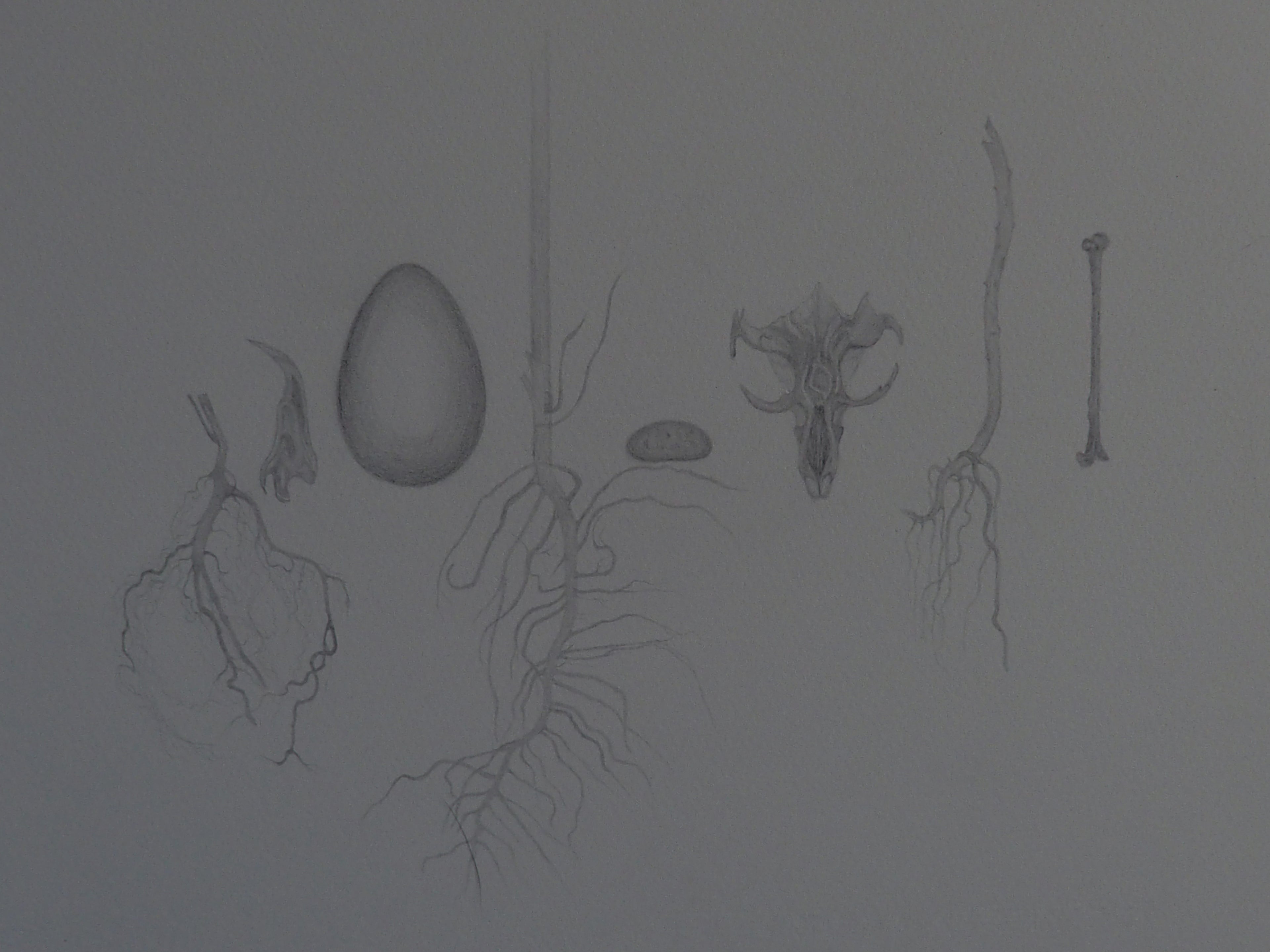 Roots, Egg, Bones.
