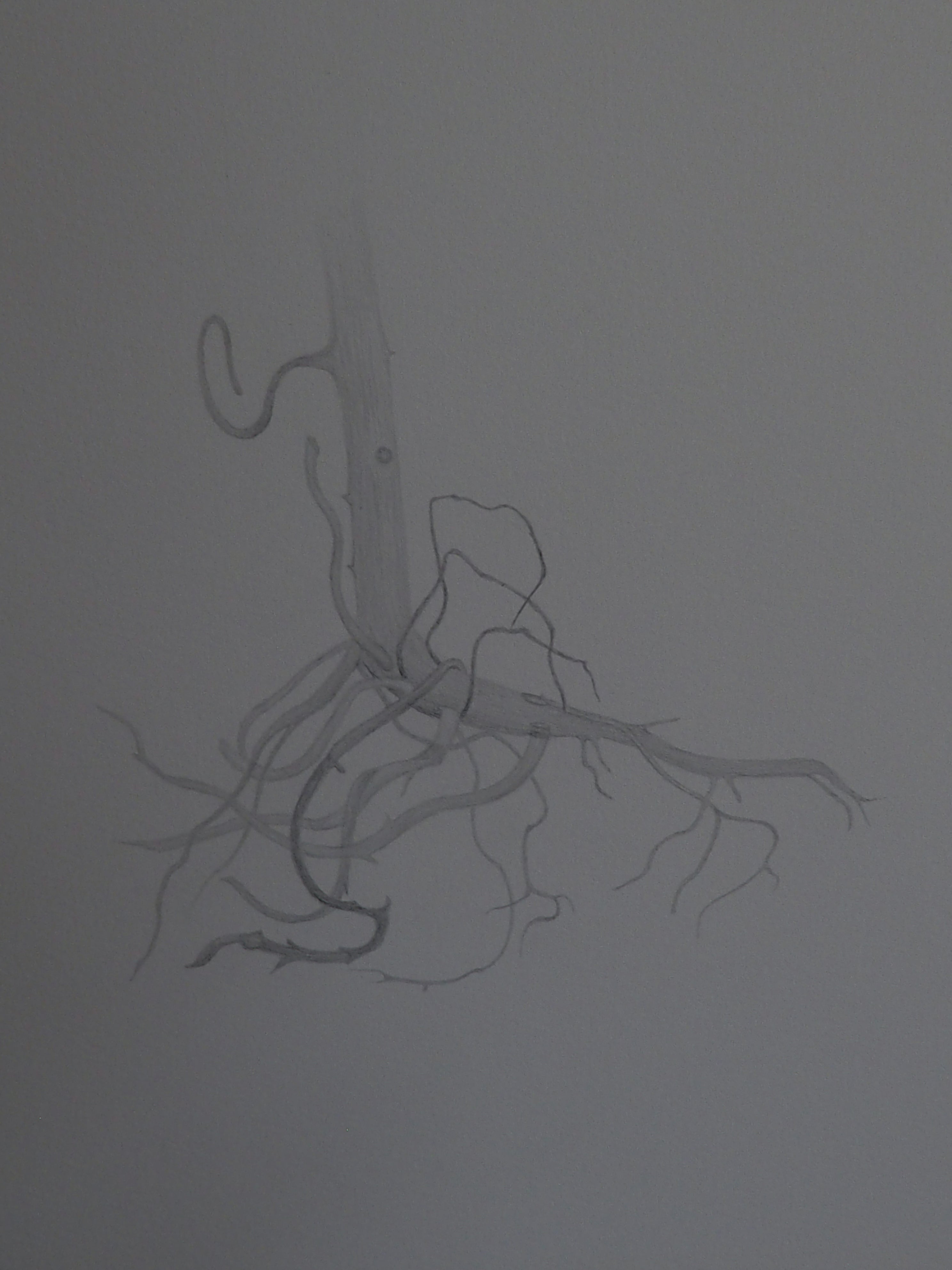 Root.