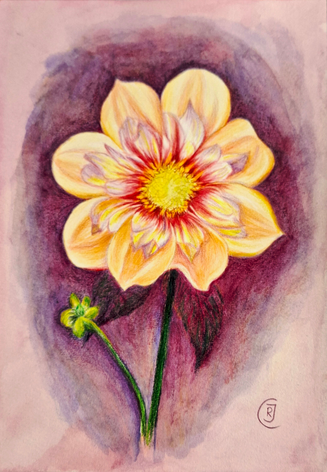 Peony, detailed flower study
