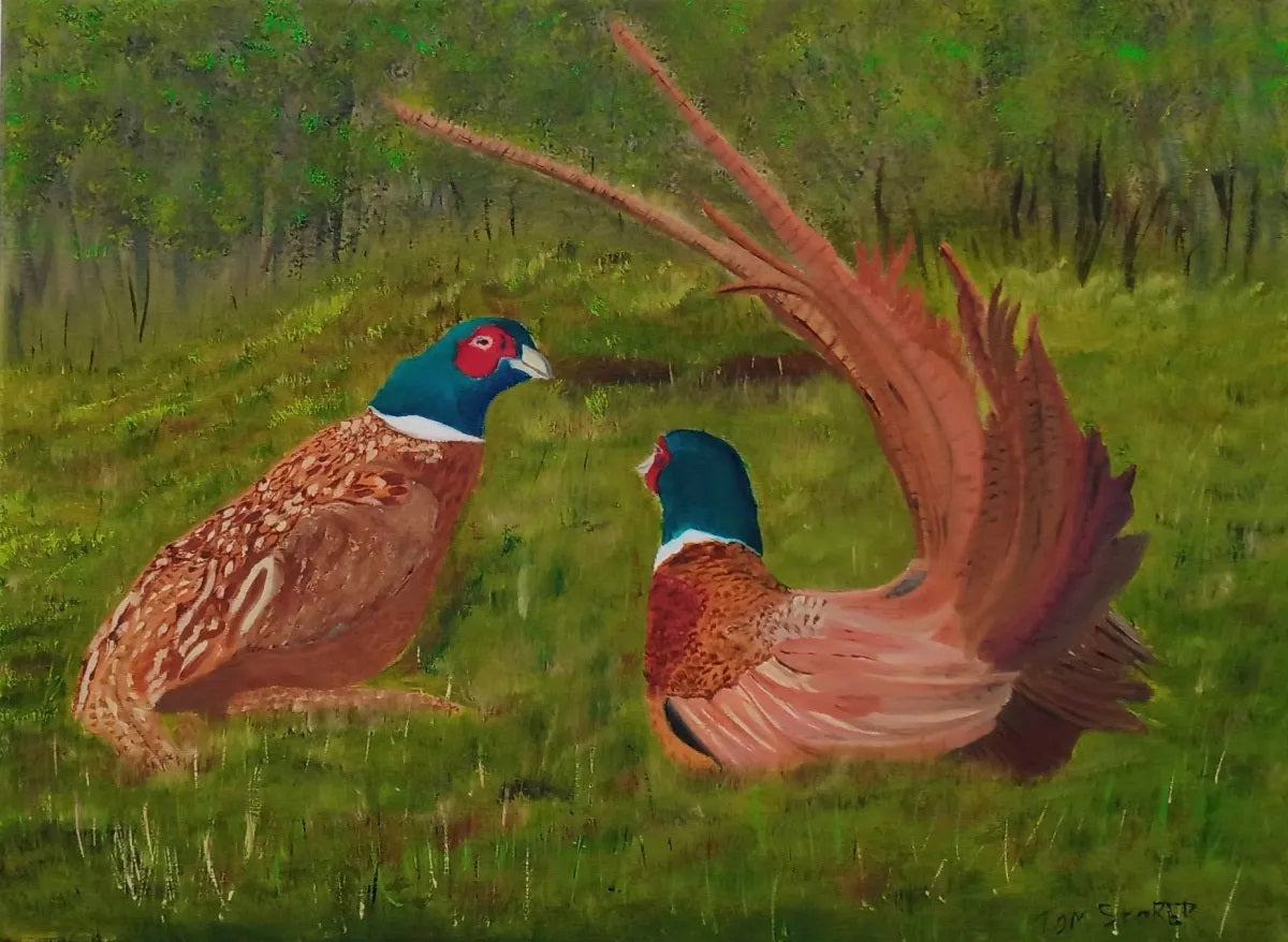 Pheasant Face Off