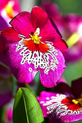 Orchid