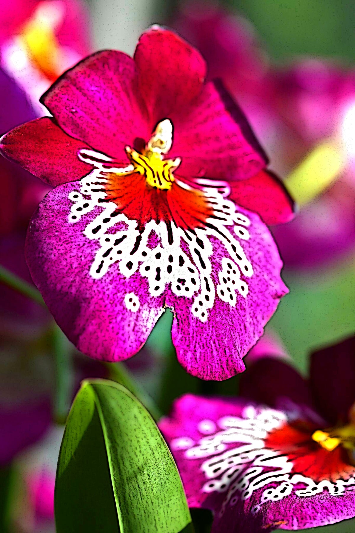 Orchid