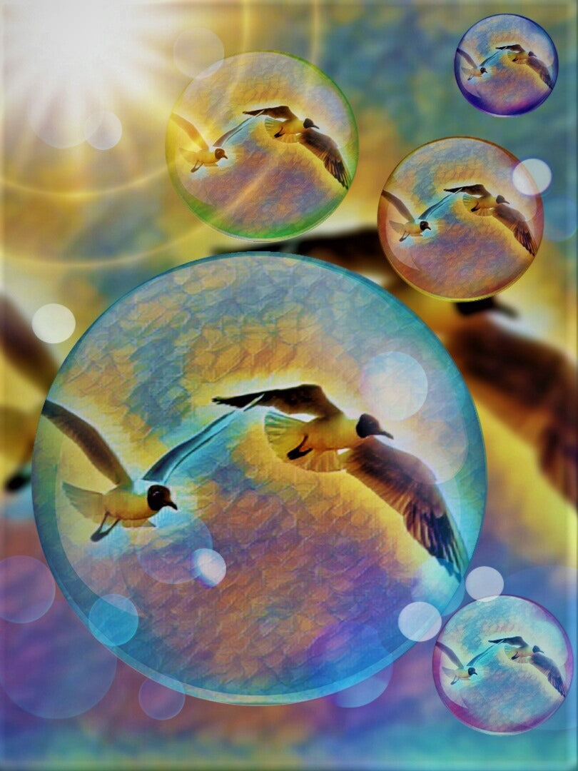 Gull Bubbles