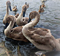 Signets on the Lake