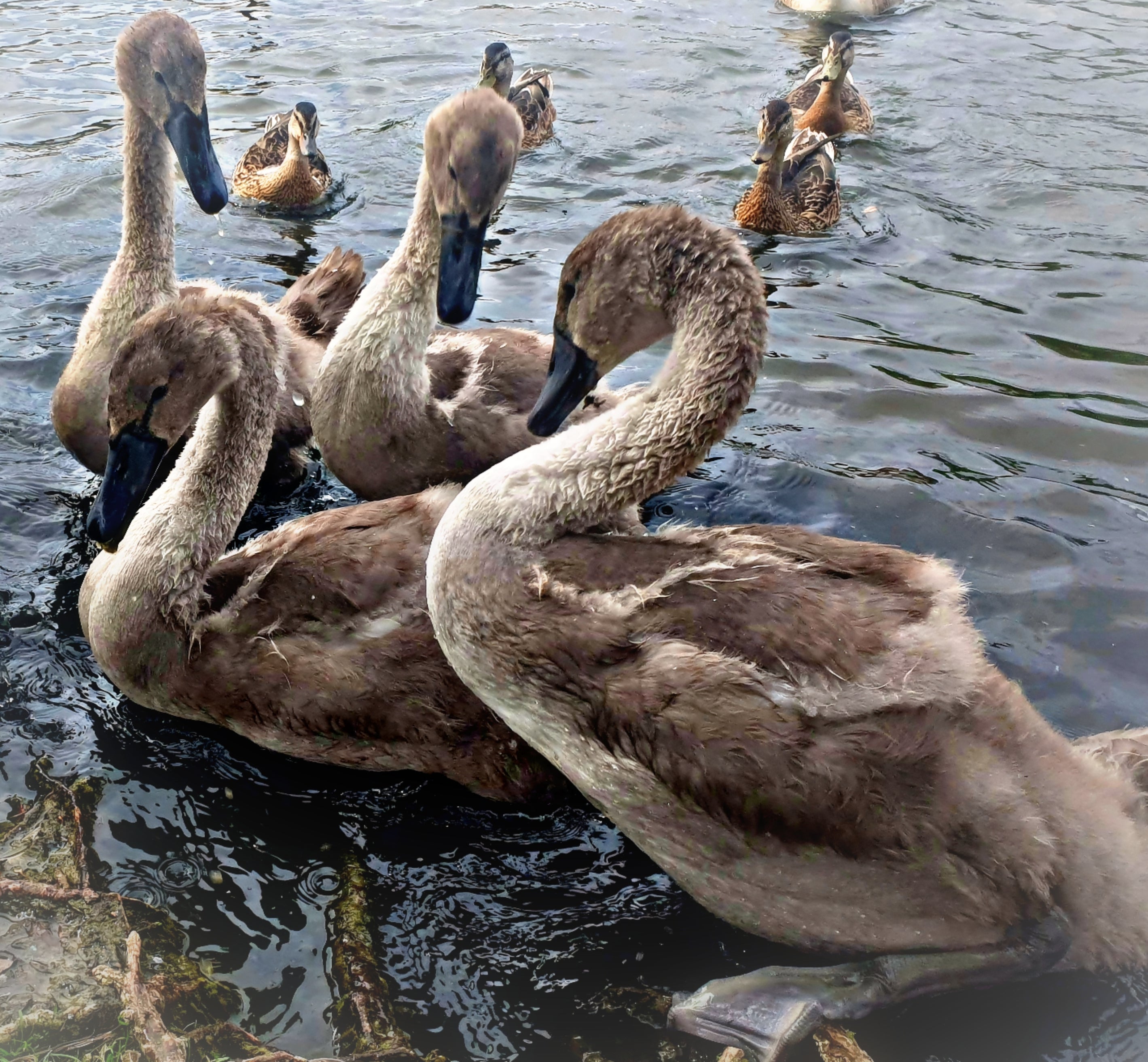Signets on the Lake
