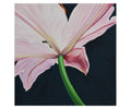 Pink and White Lily Detail