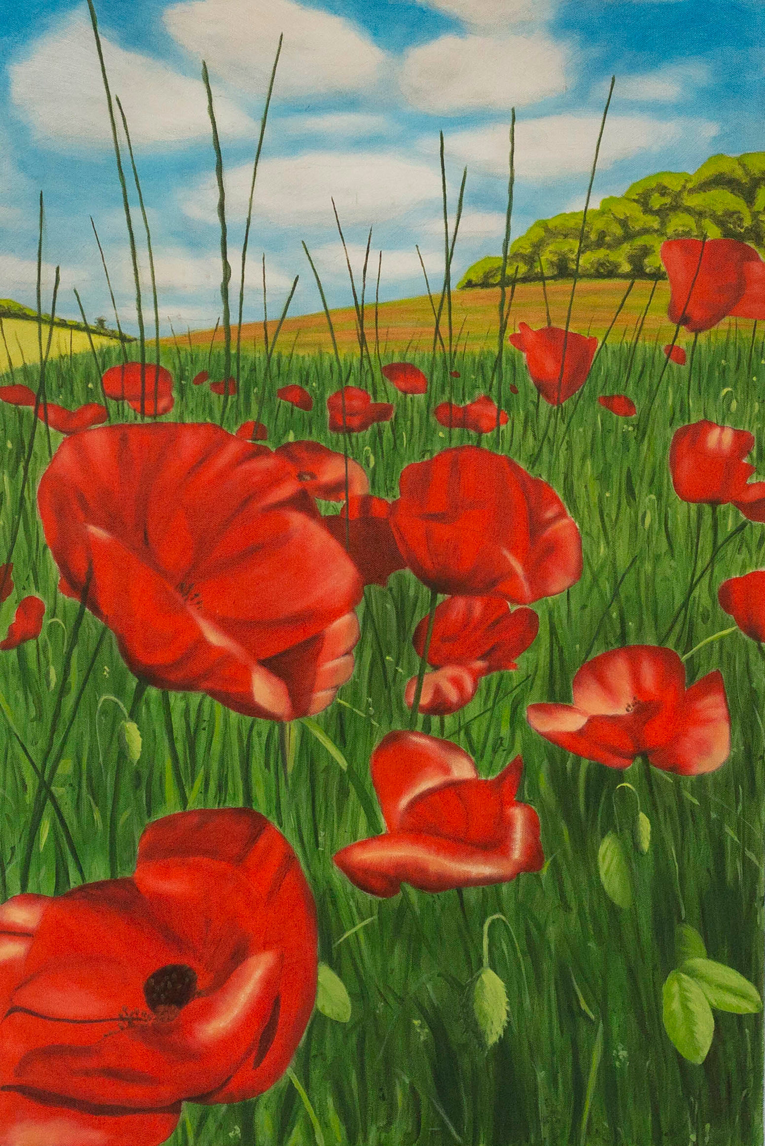 Poppy field 1