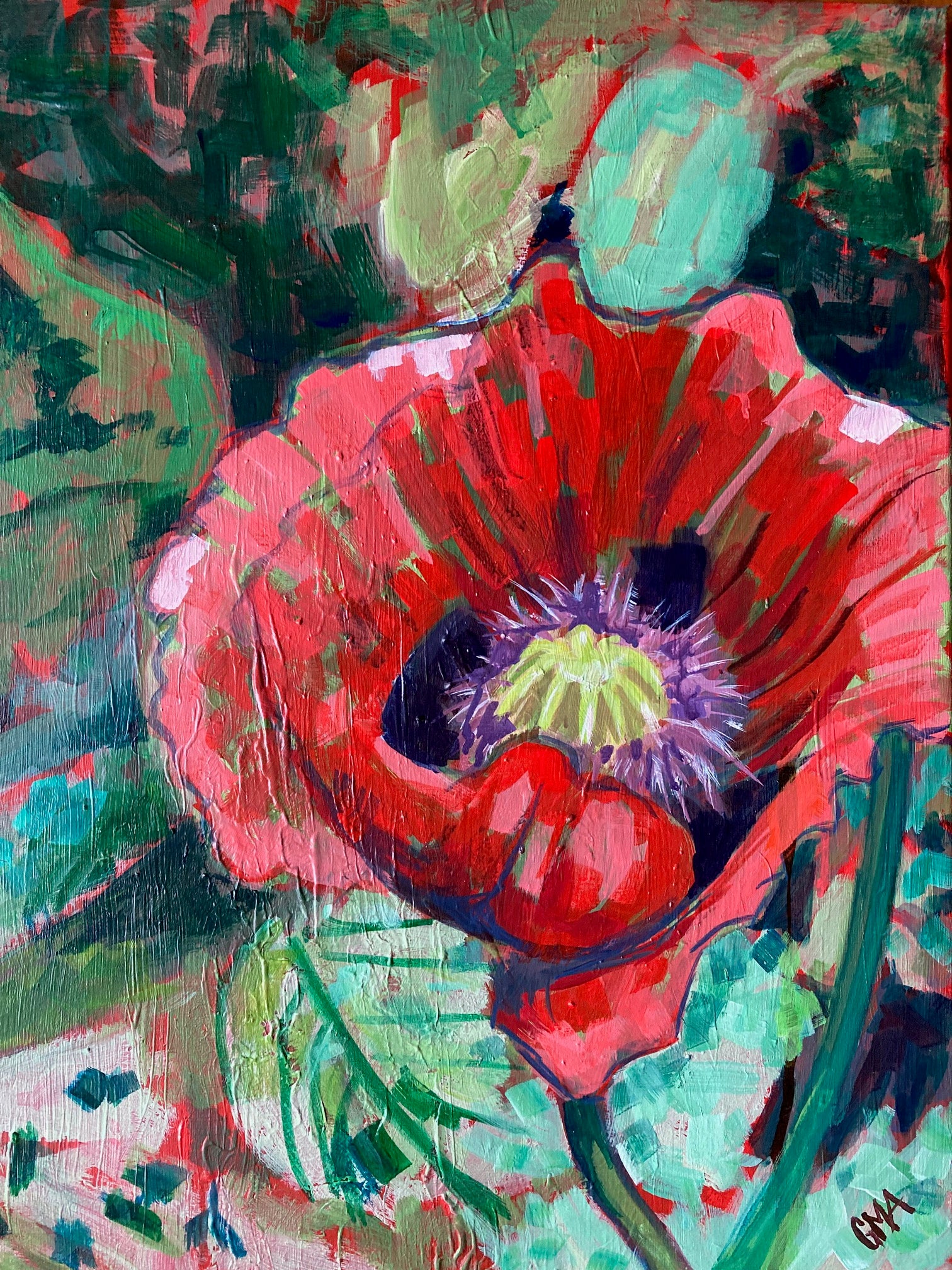 Field poppy