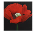 Poppy