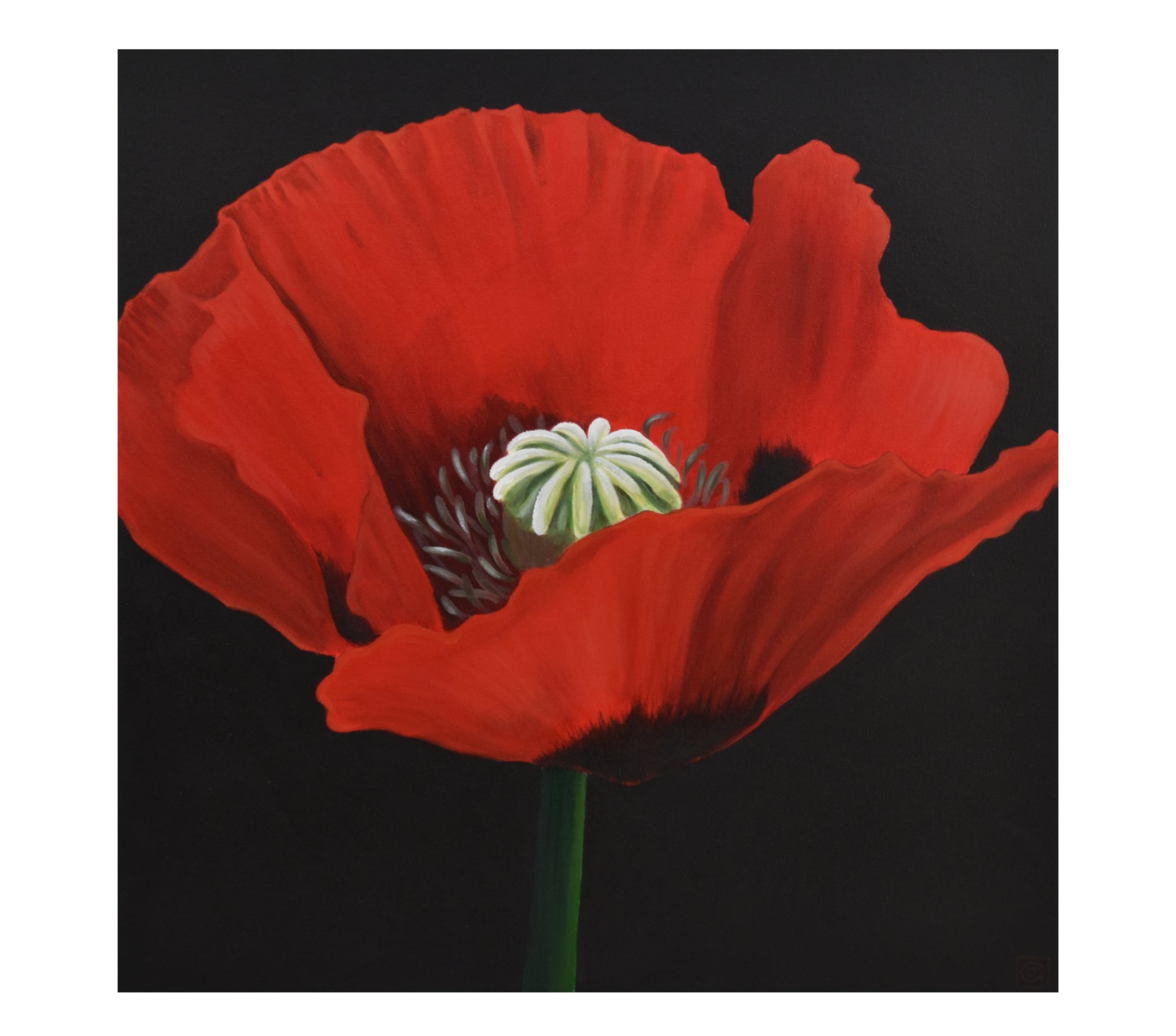 Poppy