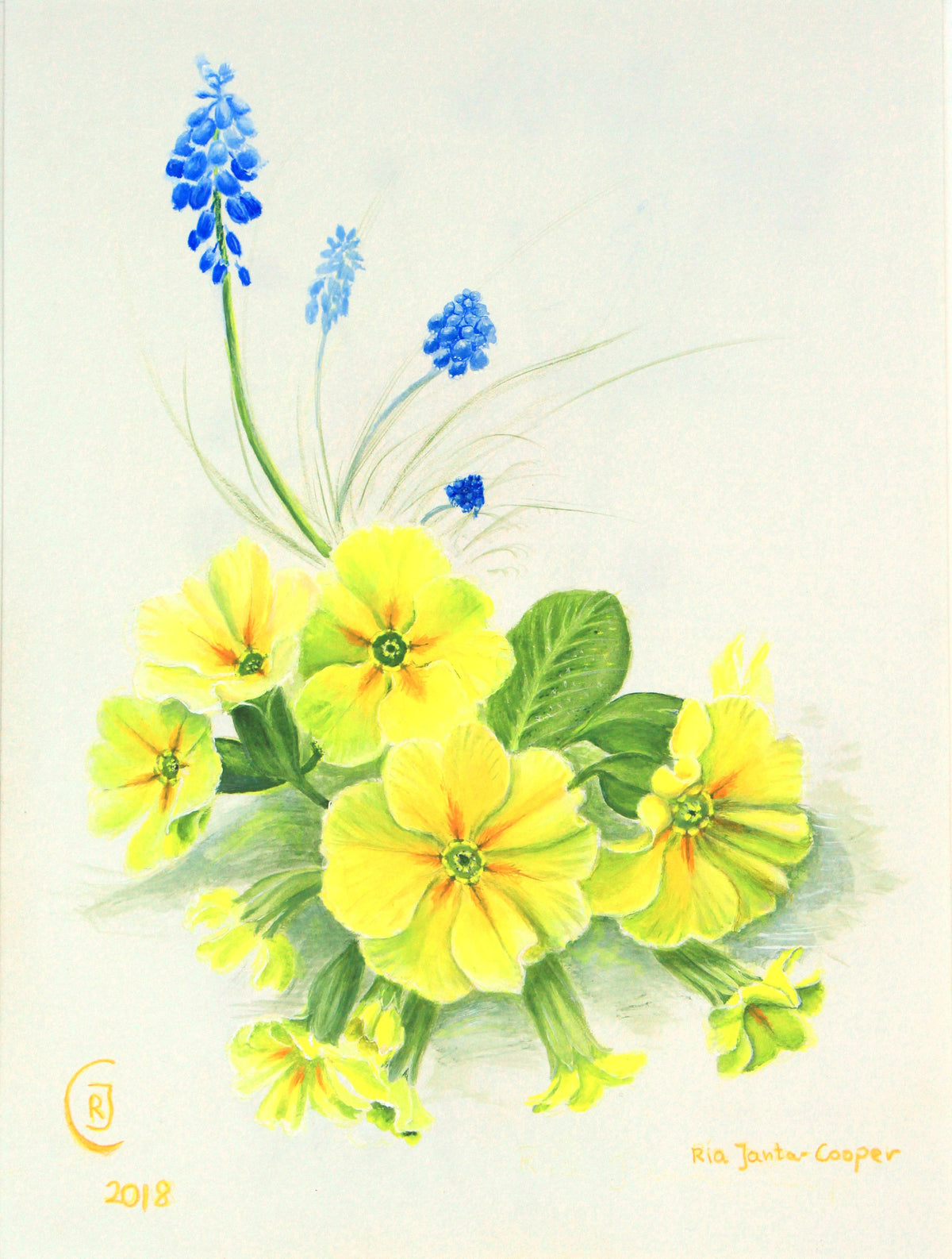 Grape Hyacinths and Primroses, yellow and blue spring flowers
