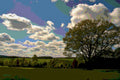 The Mighty Oak 2