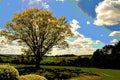 The Mighty Oak