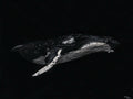 "Songs of the Sea" original humpback whale painting