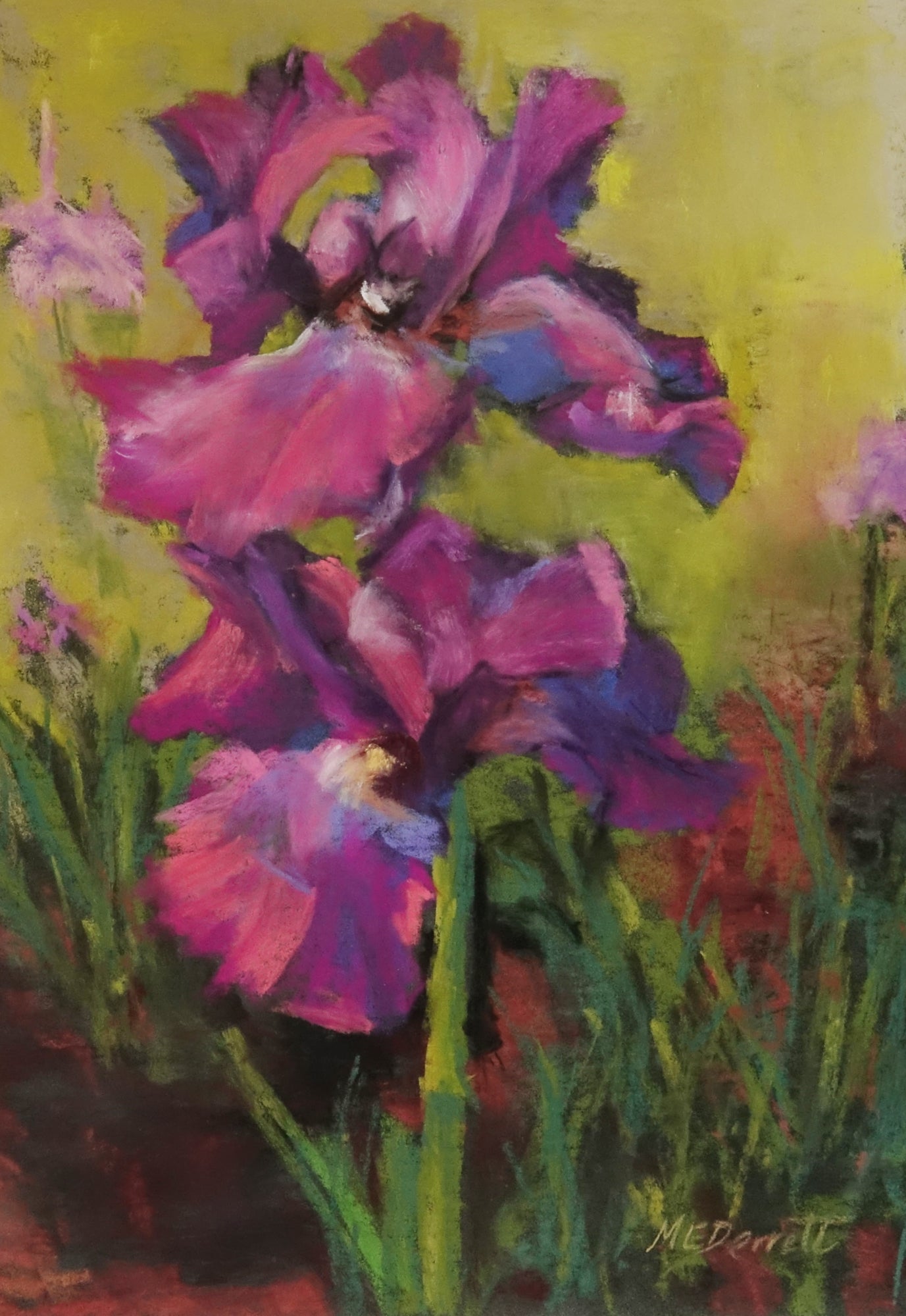 Purple Iris