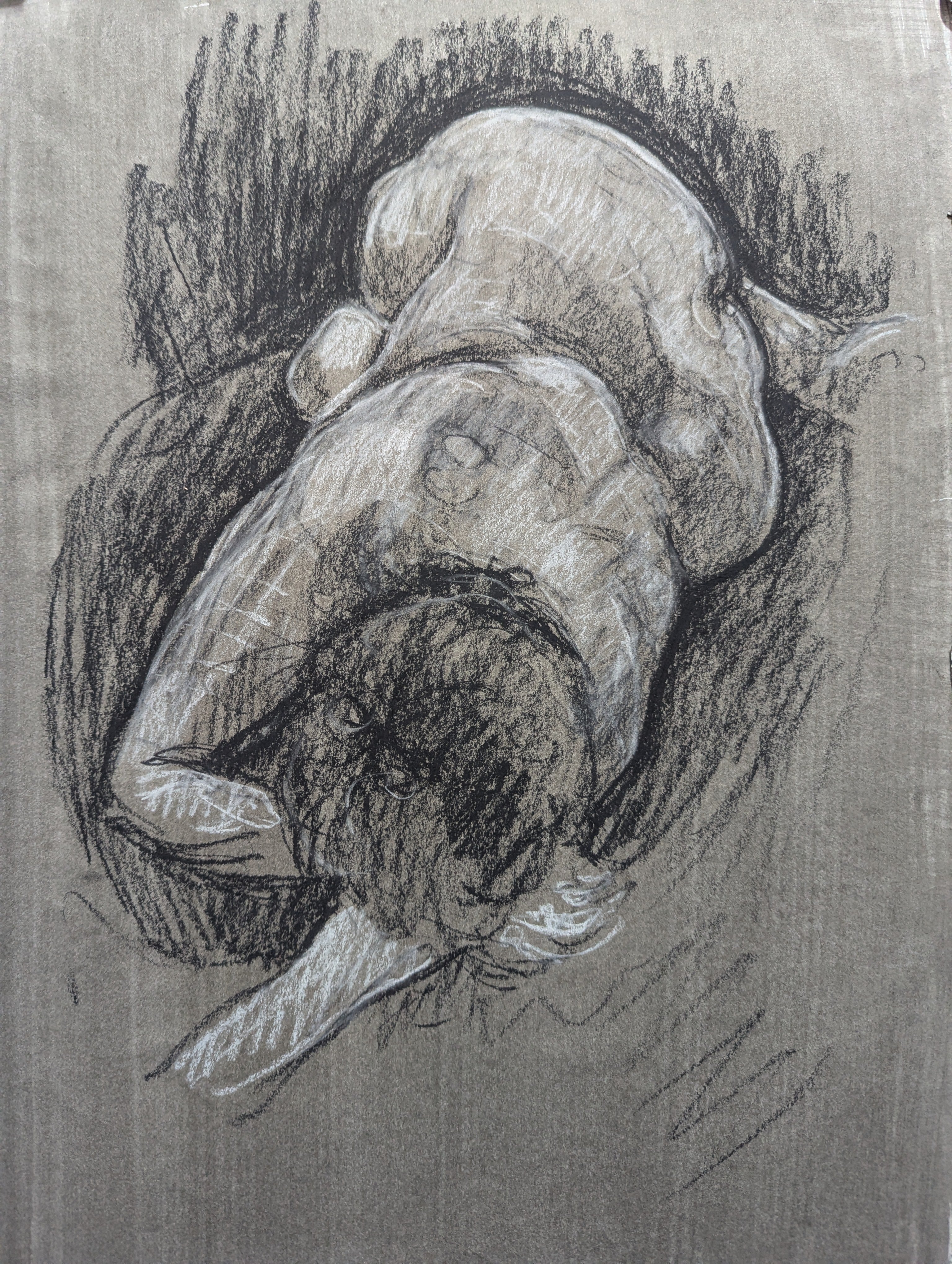 Femal figure lying, 2018, A3, Charcoal on paper