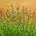 Autumn Burst