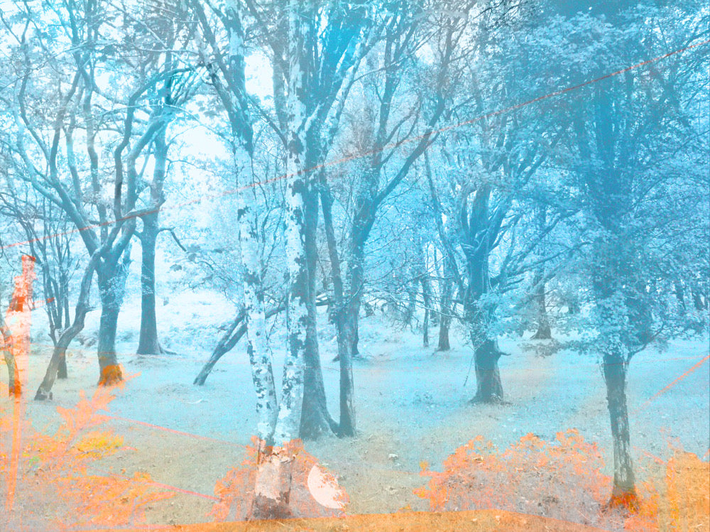 Walk in the woods - A3 - Limited edition photograph