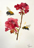 Red geraniums bumble bees
