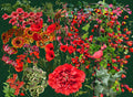 Red Impressions
