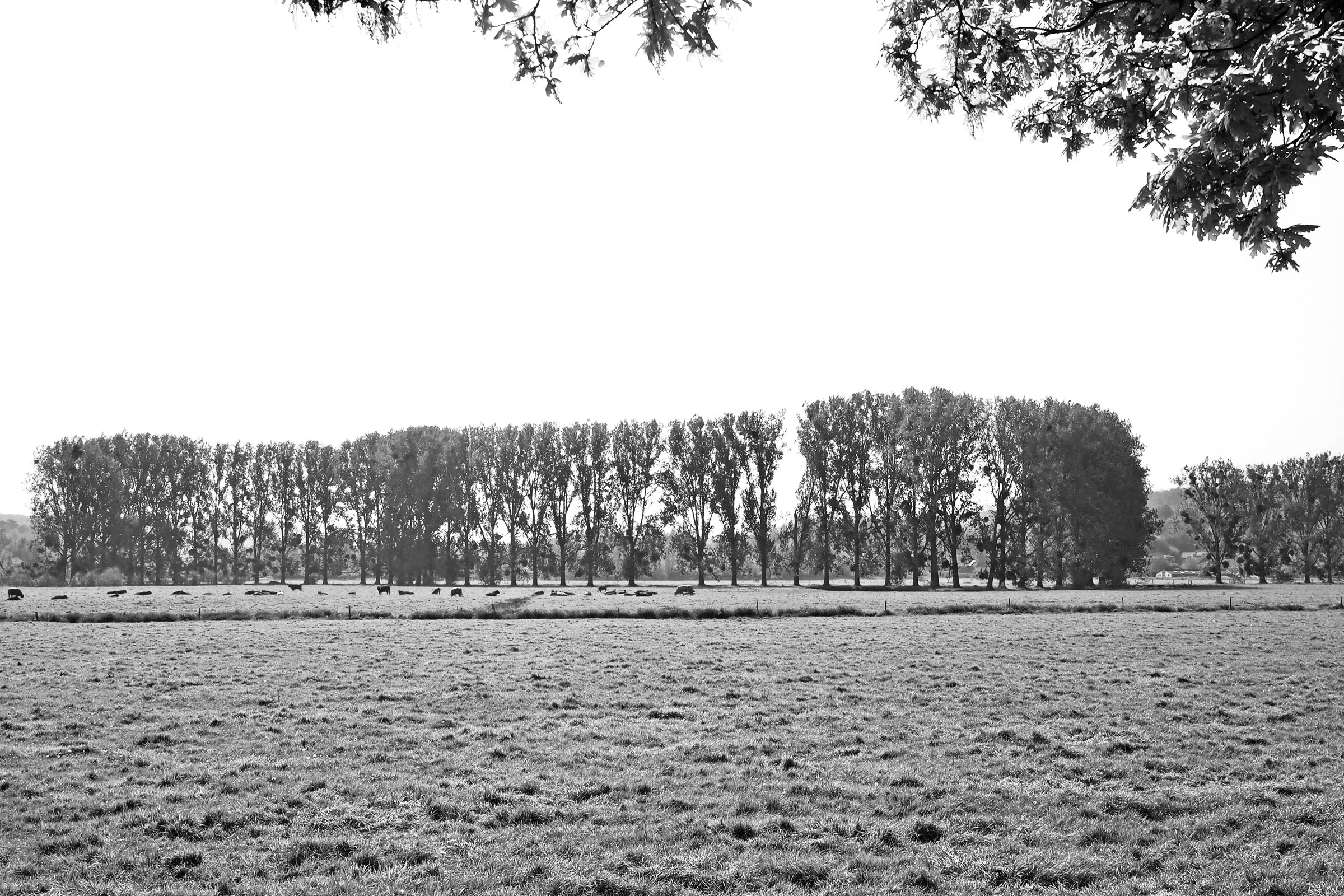 River Epte Poplars