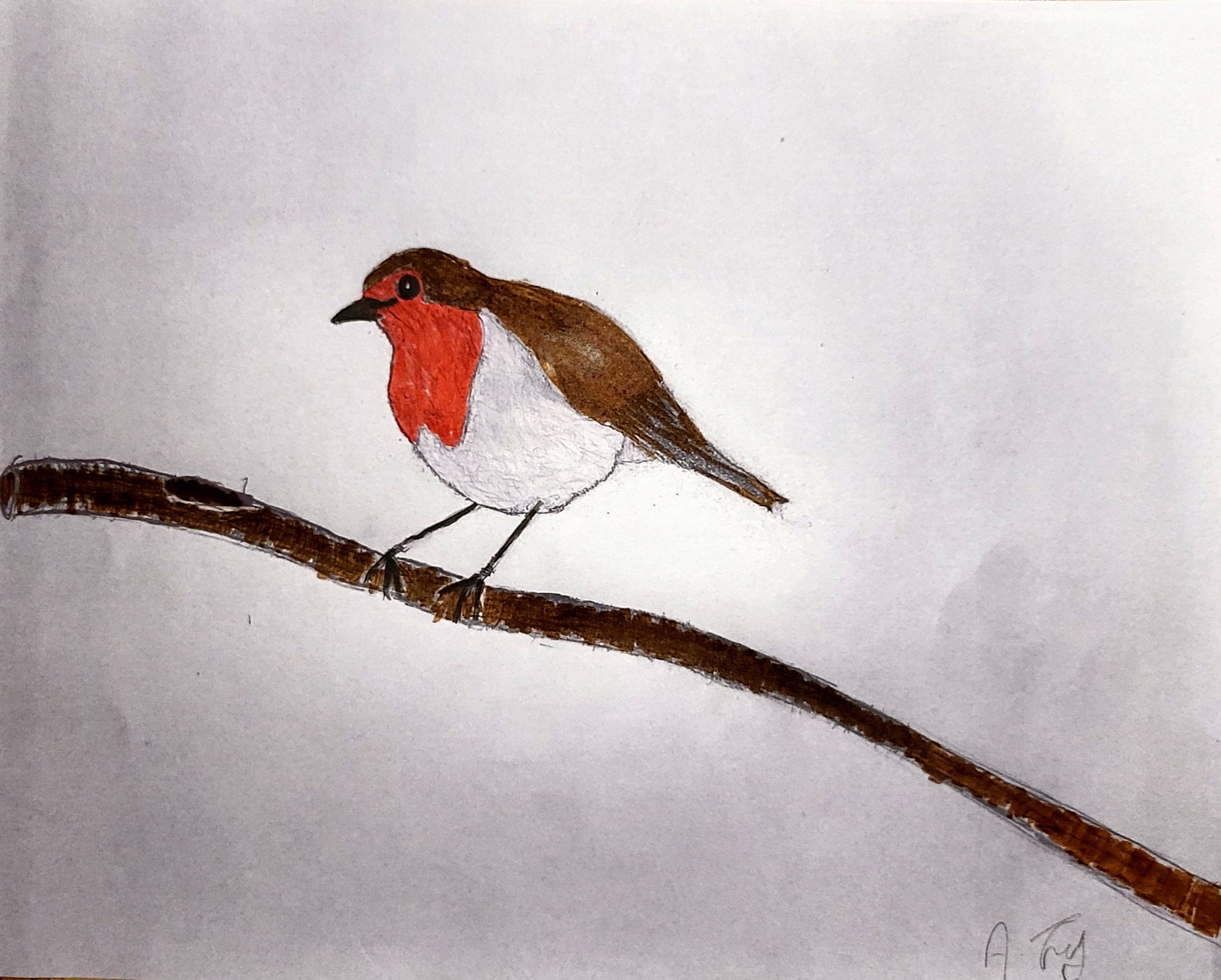 European Robin