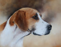 Rockwood Hound 4