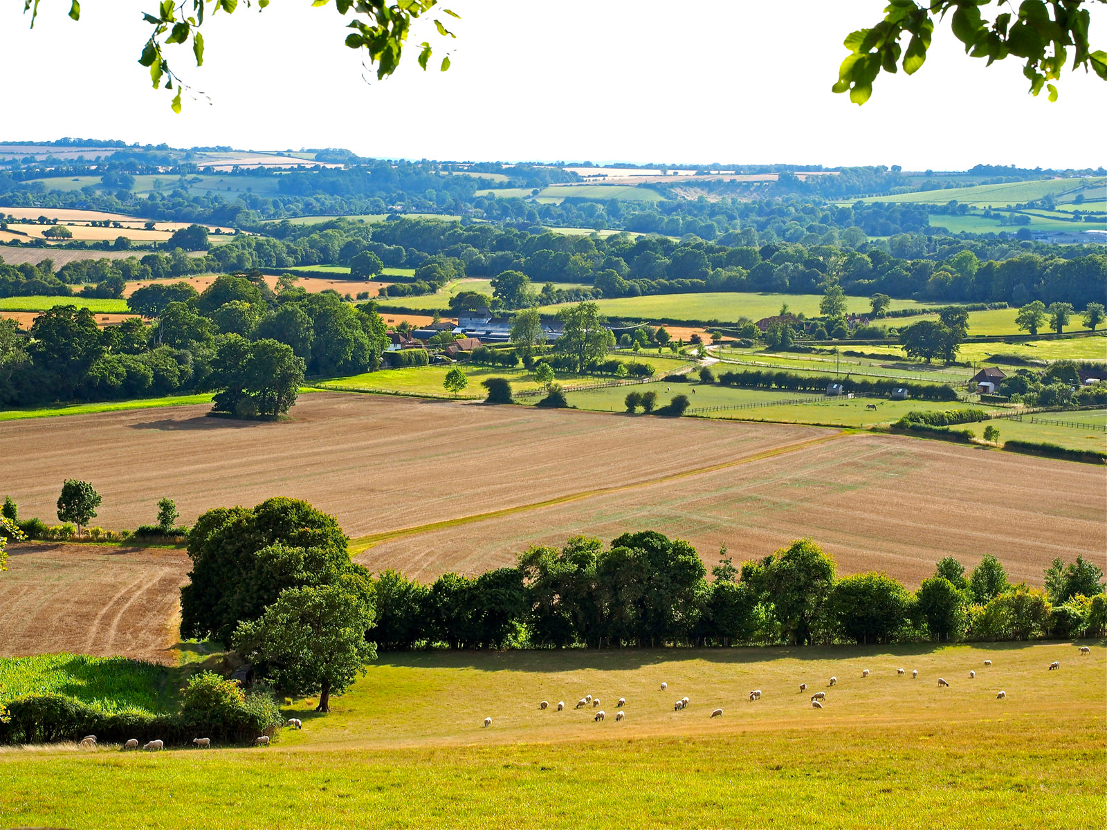 Summer in Rural Hampshire