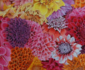 Dahlias
