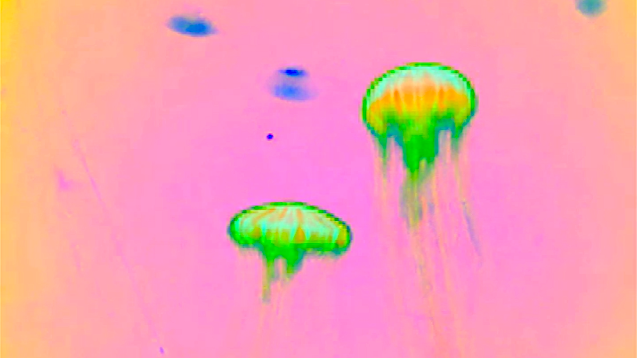 Save The Jellyfish 3