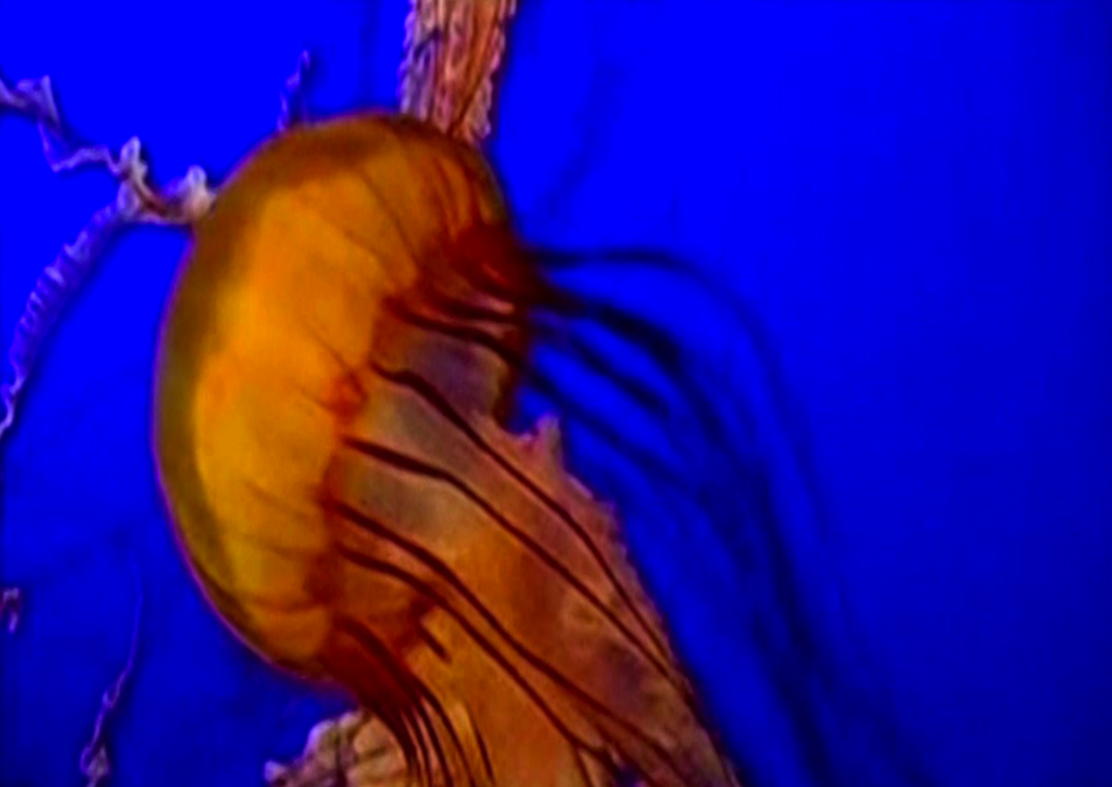Save The Jellyfish 10